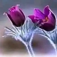 علي الاشلم (@lysdbnrmdan1) 's Twitter Profile