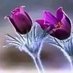 علي الاشلم (@lysdbnrmdan1) Twitter profile photo علي الاشلم (@lysdbnrmdan1) Twitter profile photo