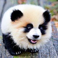 NoContextAnimals (@nca_xer) Twitter profile photo