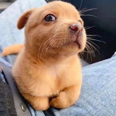 the_cabage's profile picture. 