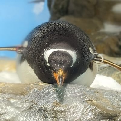 kodai1008's profile picture. ソフトウェアエンジニア。アイコンは鴨川のGentoo。