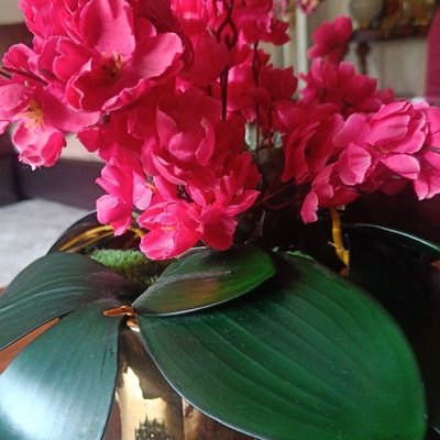 Shaheen153673's profile picture. 