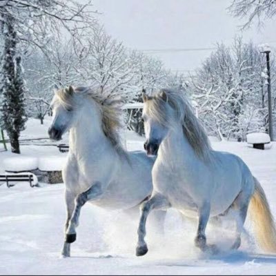 ZHDshahwani's profile picture. Civil Servant || Defence & Strategic Studies,QAU.