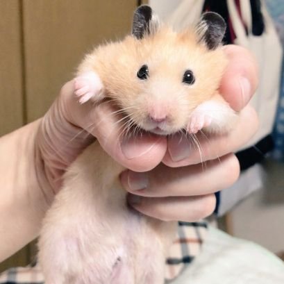 NEWdoldol2's profile picture. 따숭이노예남