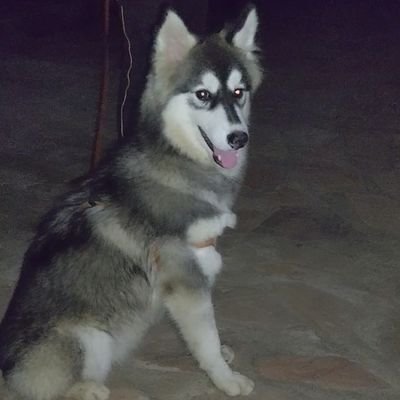 TheDogcenter's profile picture. A one stop center for exotic breed dogs in Uganda and soon beyond
dealing in the most exquisite exotic breeds
Instagram:thedogcenter256
Tiktok: thedogcenter256