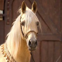 روز 🌸🌸 (@23_wffl) 's Twitter Profile Photo روز 🌸🌸 (@23_wffl) 's Twitter Profile Photo