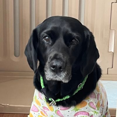 united523's profile picture. valo 愚痴垢@KNDOS1 麻雀垢@Ga1stO 🍜と🐶が好きです