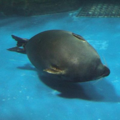 toto500000000's profile picture. s&p500中心のインデックス投資を推進。入金力を確保するため日本高配当株も運用中。