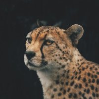 Hoàng (@trihoang3011) 's Twitter Profile