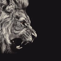 alpha_blog (@king_of_blog) 's Twitter Profile