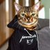 Cat Goes Metal (@CG_MTL) Twitter profile photo