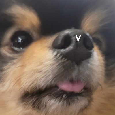 bluberryggukie's profile picture. 04 hourly