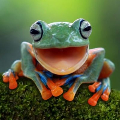 claudia1frog Profile Picture
