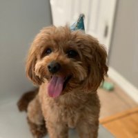 YeathatAnt (@yeathatant) 's Twitter Profile