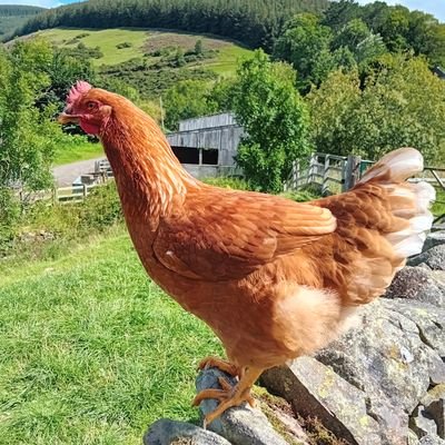 Farm and cafe in the Tweed Valley!  We're all about MTB, horses, sheep, ducks, chickens and good food!!!  🚴‍♀️ 🐎🐑🦆🐤