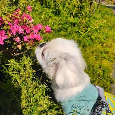 白鯨さんのプロフィール画像