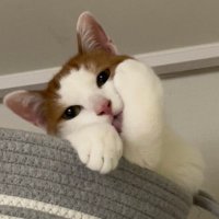 츄이 (@chewie_miao) 's Twitter Profile Photo 츄이 (@chewie_miao) 's Twitter Profile Photo