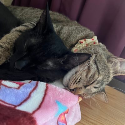 chiaru86's profile picture. XboxGamePassをPC、XSS。Steam。Switch。ワイワイ遊びましょ🥳ゲーム好きだけど下手。楽しんだもん勝ち🤗ゲームから猫から日常からなんでも。猫飼い初心者🔰この子達がお初🔰※無言フォローすいません。無言フォロー歓迎※こっちから絡みにいけないシャイBBA🥺#クリア済ゲーム #逃げたゲーム