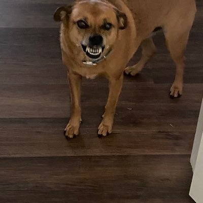 skydog404's profile picture. Die hard Husker Fan. Truth seeker and grifter sifter. Sky dog Lover. No DM’s please.