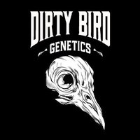 Dirty Bird Genetics(@DirtyBirdSeeds) 's Twitter Profile Photo