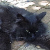 蒼羽 (@aoha_c_kouga) 's Twitter Profile Photo