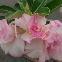 Dr.Swetha193 (@drswetha193) 's Twitter Profile