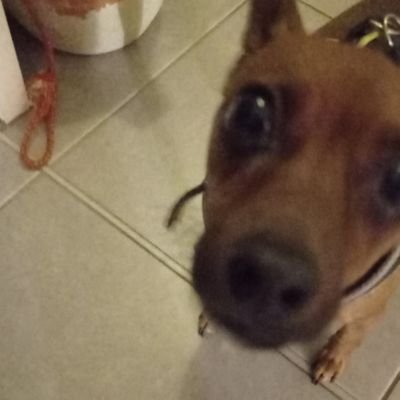 silvo_bernardo's profile picture. salut