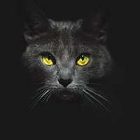 O Observador (@obsvdrj) 's Twitter Profile