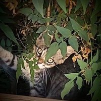 Sulserio (@sulserio1) 's Twitter Profile