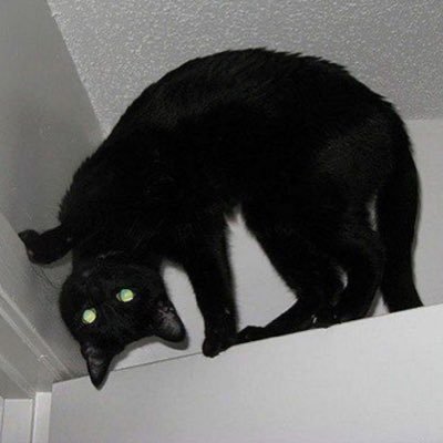 soullessbit's profile picture. 