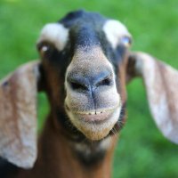 Goats(@Anglo_Nubian) 's Twitter Profile Photo