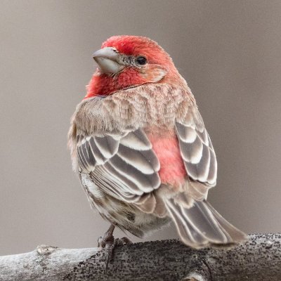 karl_of_finch's profile picture. 