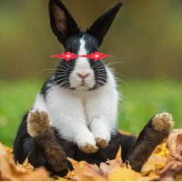Mystic Rabbit (@mystictherabbit) 's Twitter Profile