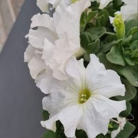 سادة الذوق (@ls33ls) 's Twitter Profile