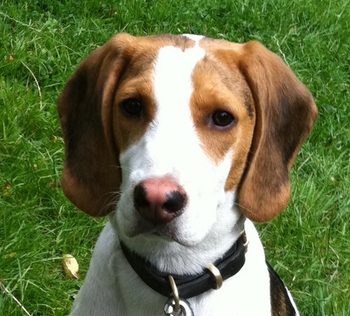 I'm Charlie Beagle. I love going for walks, chasing rabbits (naughty I know) and chewing my dad's trainers (also very naughty) Good job I'm adorable :-P x