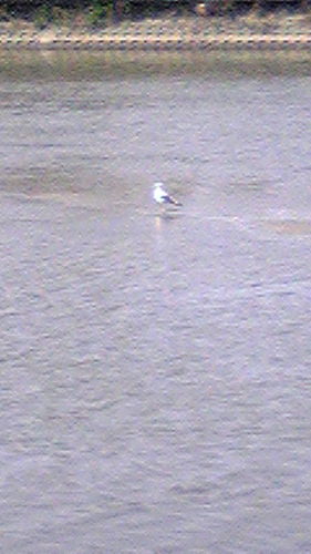 negiatsuage's profile picture. コトリ会議という劇団の代表の者です。よろしくお願いします