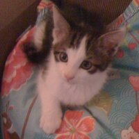 Renate Roobroeks (@renateroobroeks) 's Twitter Profile