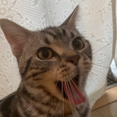 アフロ代理代理 (@Mr_Z_Slash) / Posts / X