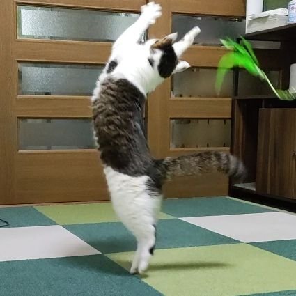 Peppeさんのプロフィール画像