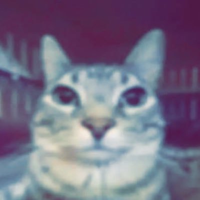 quietQuail413's profile picture. 