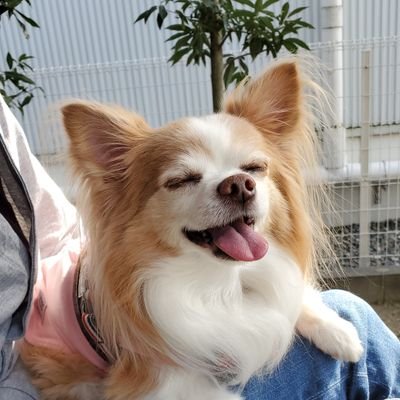 chihuahua_kota Profile Picture