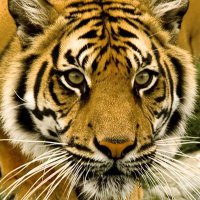 Wild Animals ❤️ Tabi 🟧🐉 $MON $XTER(@WildAnimalsss) 's Twitter Profile Photo