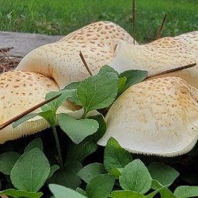 ChrisGlennDeal's profile picture. 