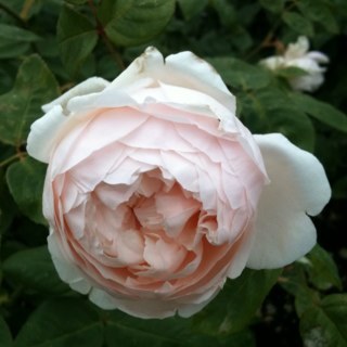 gracie_mitch's profile picture. Loving life...