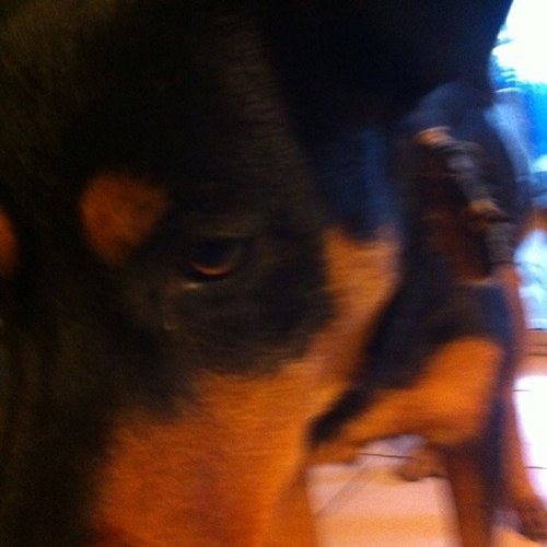 KingBoludo's profile picture. 