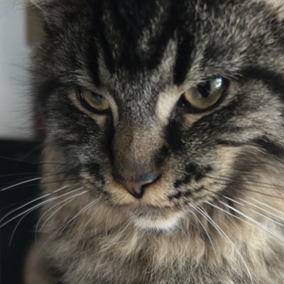 SayuriZero_xx's profile picture. Sarah