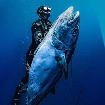 魚突き世界記録 x6。プロスピアフィッシャー。素潜り冒険家。人が立ち入らない海に素潜りで入り、手銛一本で大きな魚を狙ってます。ここ数年のテーマは100kg超えのイソマグロ。放浪生活を送りながら年250日を国内外の海で過ごし、365日イソマグロのことを考えてます。素潜り潜水68m