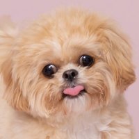 キアヌ💭きょとん顔のペキプー (@inu_keanu08) 's Twitter Profile
