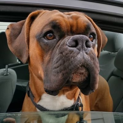 Welcome to our #boxer lover page 🥰 This page is dedicated to all #boxer lovers & owners 🥰