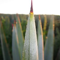 David Suro-Piñera (@davidsurop) 's Twitter Profile